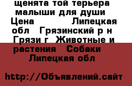 щенята той-терьера, малыши для души › Цена ­ 5 000 - Липецкая обл., Грязинский р-н, Грязи г. Животные и растения » Собаки   . Липецкая обл.